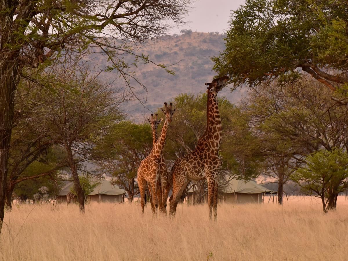 One Nature Nyaruswiga Serengeti Banagi Eksteriør billede