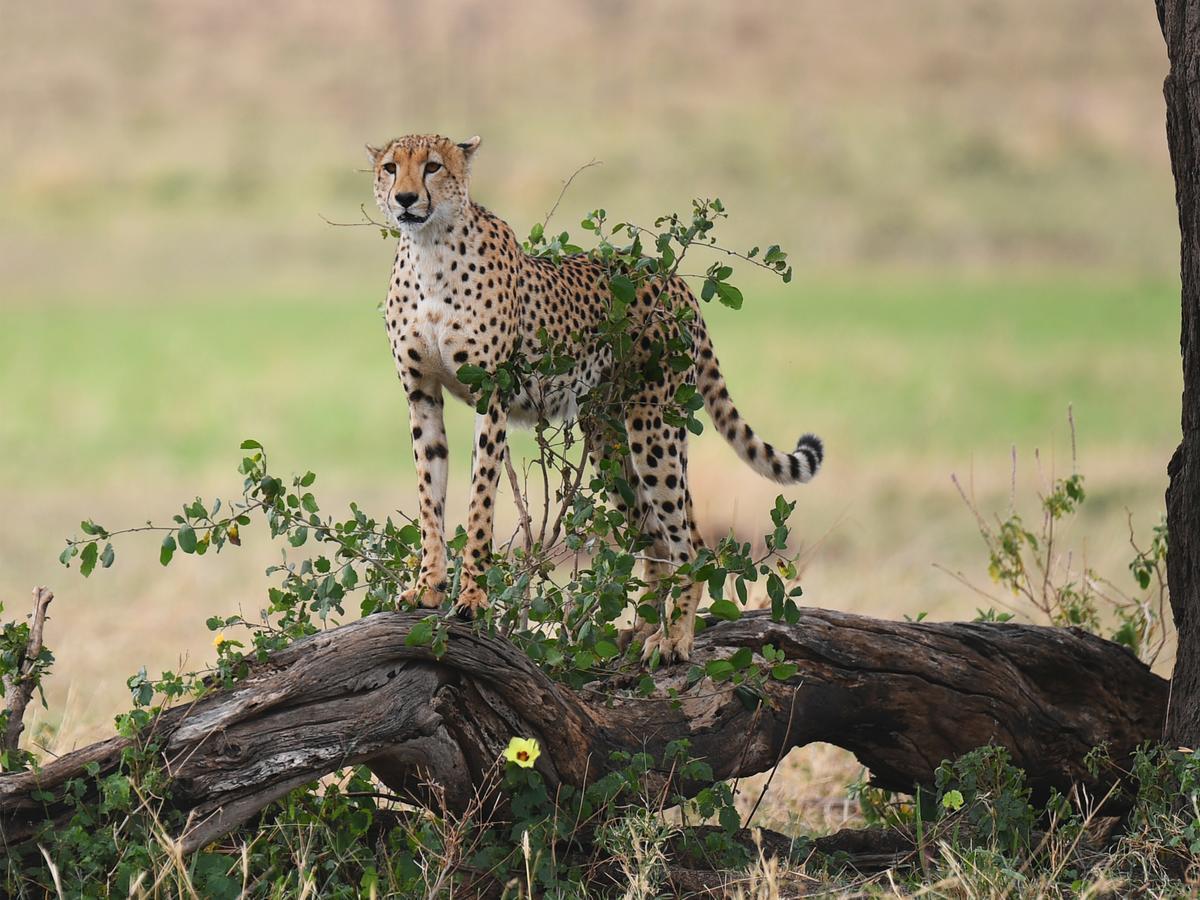 One Nature Nyaruswiga Serengeti Banagi Eksteriør billede