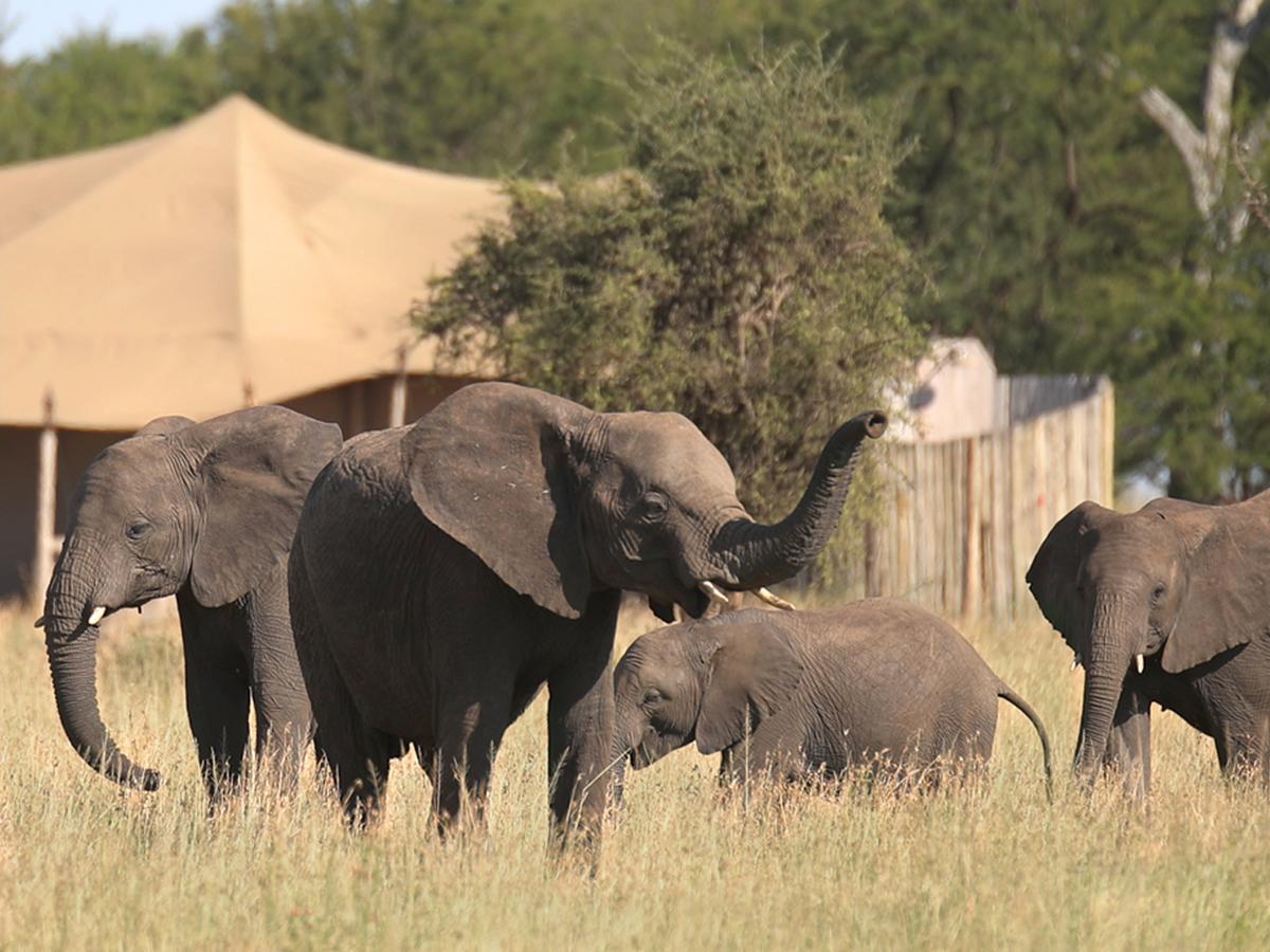 One Nature Nyaruswiga Serengeti Banagi Eksteriør billede